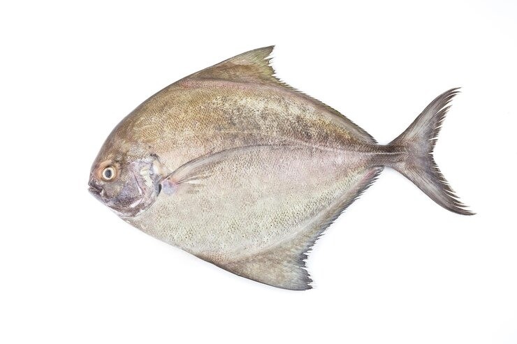ikan protein tinggi, ikan terbaik untuk ibu hamil, jenis ikan kaya omega-3, manfaat ikan kembung, ikan sehat untuk anak, protein hewani untuk MPASI
